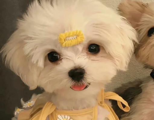 如何解决狗狗鼻子脱色问题（通过饮食改善狗狗鼻子脱色的方法）
