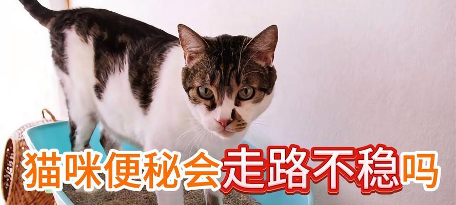猫咪站不稳的原因及解决方法（探寻猫咪站不稳的根源，帮助您解决这一问题）