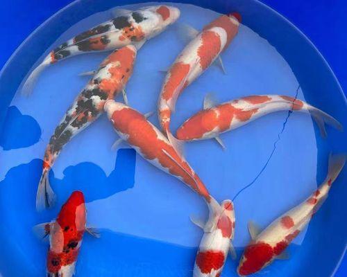 如何选择适合养锦鲤鱼的水质？（探寻养锦鲤鱼最佳水质条件的关键）