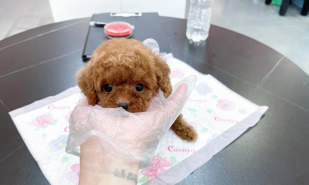 泰迪细小病毒的传播与防控（探究泰迪细小病毒的传播途径和防控方法）