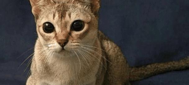 家猫进攻性的原因与解决方法（探寻家猫进攻性背后的原因与如何应对）