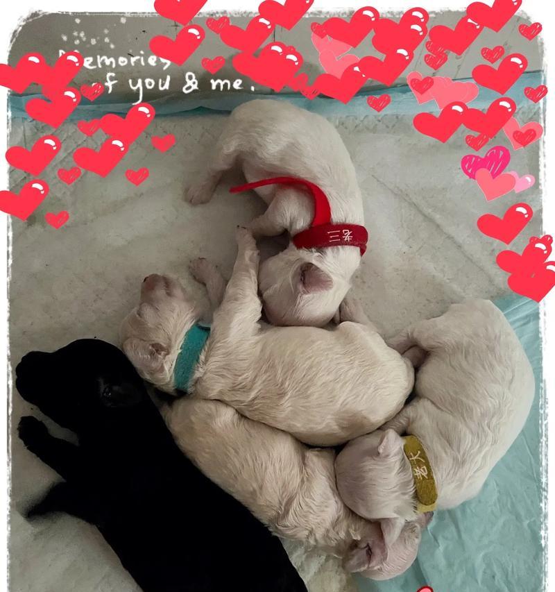 母泰迪生宝宝后的变化（探寻母泰迪生产后的身心变化及对宝宝的影响）