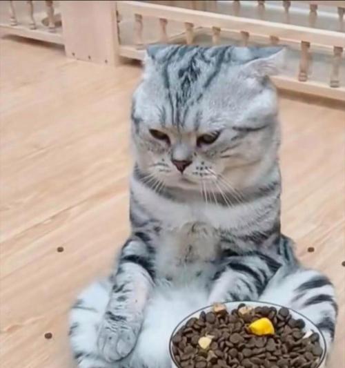 猫为何突然不吃饭？（探寻猫咪突然不进食的原因及解决方法）