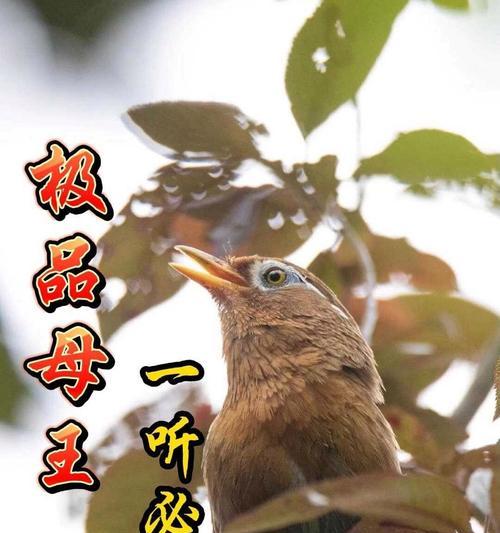 画眉鸟（探寻画眉鸟为什么成为叫好的代表鸟类）