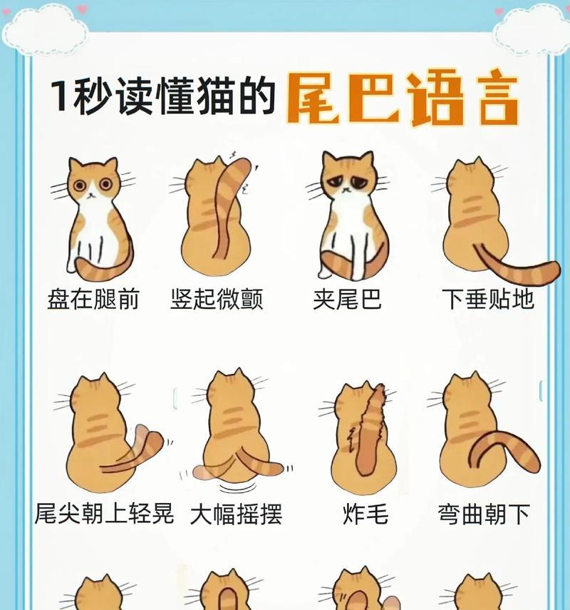 猫为何喜欢摇尾巴？（探究猫摇尾巴的原因和意义）