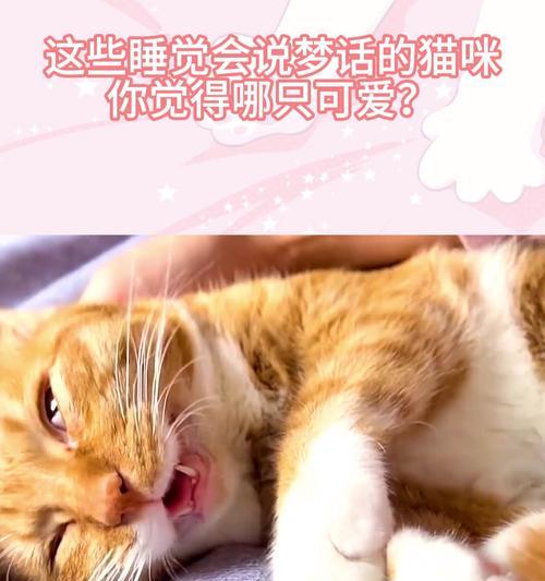猫睡觉的地方代表什么？（解析猫咪喜欢睡觉的地方及其象征意义）