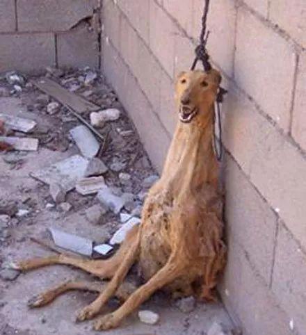 狗快死的前兆（了解狗病的征兆，守护最忠诚的伙伴）