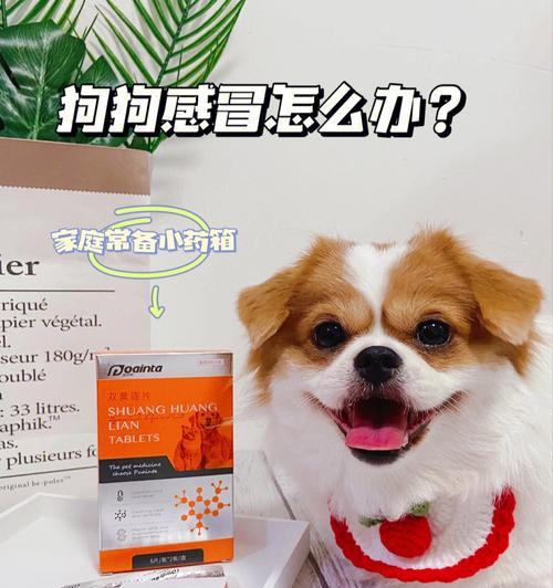 狗狗感冒药（狗狗感冒的常见症状与治疗方法，以及选择合适的药物）