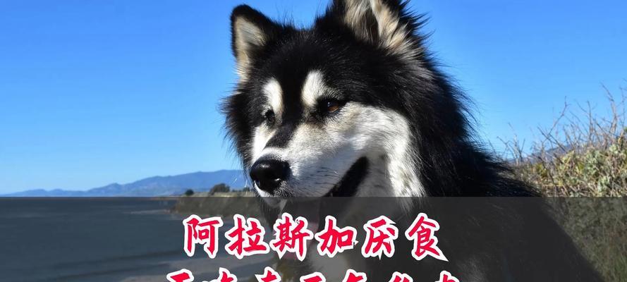 阿拉斯加犬为什么喜欢撕东西？（探索阿拉斯加犬撕毁行为的原因与解决方法）