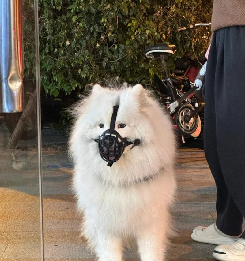 萨摩耶犬的名字选择指南（为您的可爱萨摩耶娶个合适的名字）