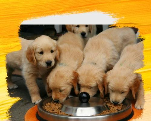 金毛吃什么嘴巴会宽？（解析金毛犬嘴巴宽度与饮食之间的关系）