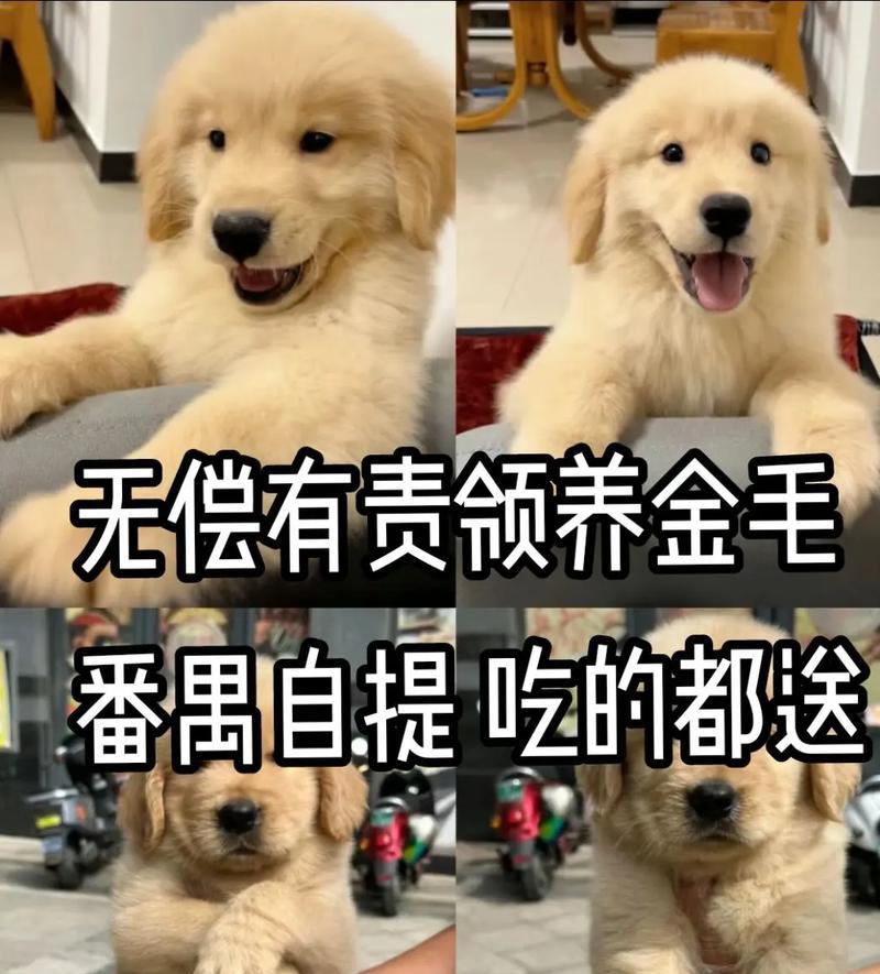 三个月小金毛的科学饲养指南（了解营养需求，打造健康宠物生活）