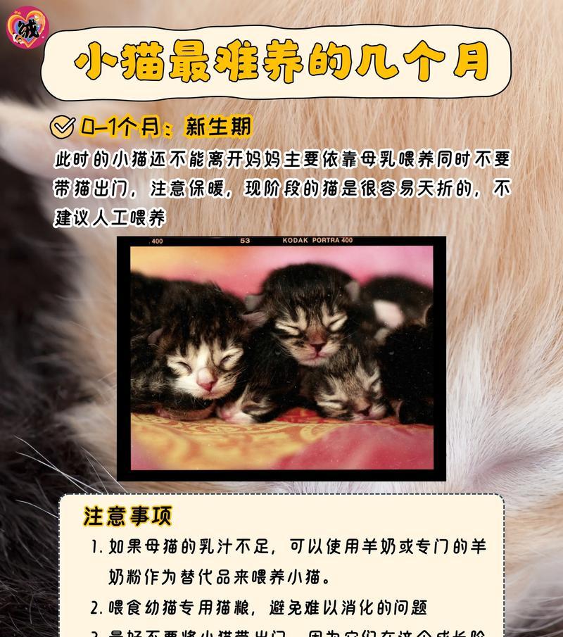 猫咪与母猫的亲子关系（探索猫咪与母猫之间的互动和行为习惯）