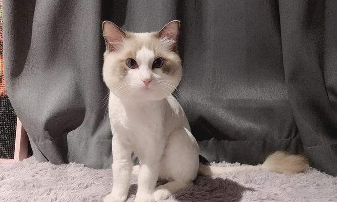 小猫剃毛，必备工具和技巧（为你的小猫剃毛选择合适的工具和技巧，让它们更舒适）