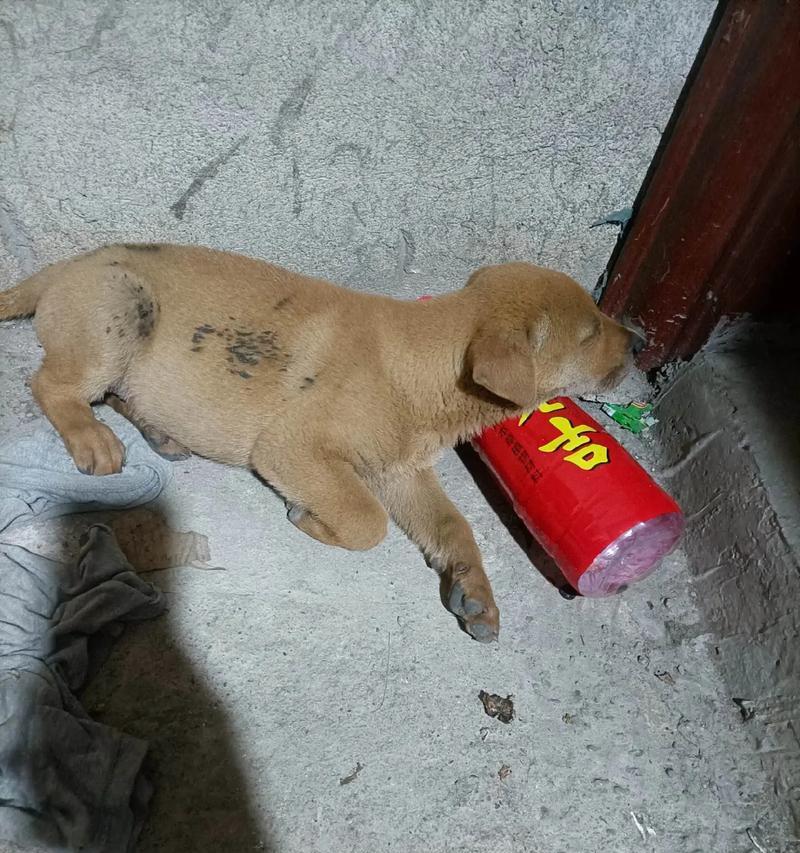 狗狗为什么不想吃饭了？（探究狗狗食欲不振的原因及解决方法）