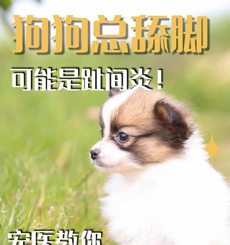 狗狗为什么总爱舔东西？（探寻狗狗舔东西的原因及解决方法）