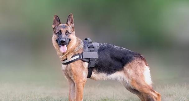 牧羊犬的性格特点（忠诚、勇敢、聪明的决策者）