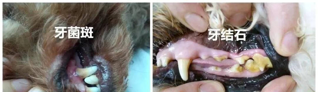 了解狗狗钙化（全面了解狗狗钙化，让我们的毛孩健康快乐成长）