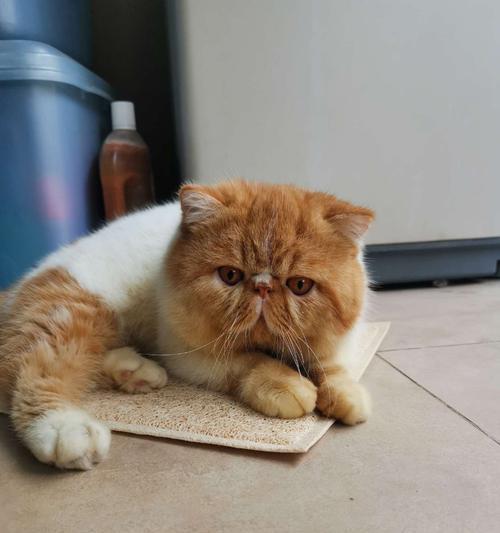 探索加菲猫的独特品种之谜（揭秘加菲猫的起源、特征和魅力）