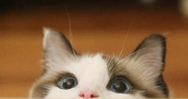 猫咪吐了，为什么会发生这种情况？（猫咪吐了的原因和应对方法详解）