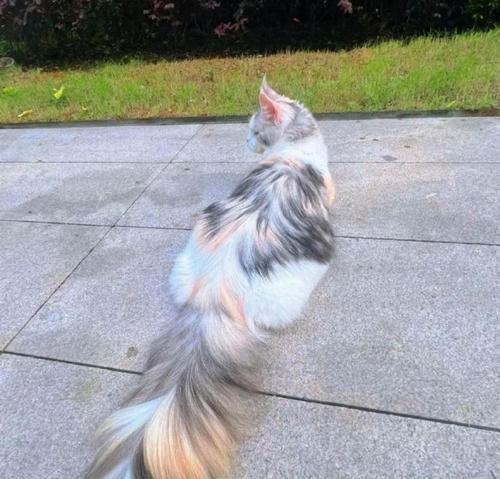研究发现虎斑猫的尾巴大是因为基因遗传（虎斑猫尾巴大的原因及遗传机制解析）