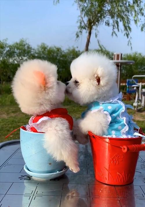 以犬什么时候绝奶？（了解犬仔绝奶的时间和过程）