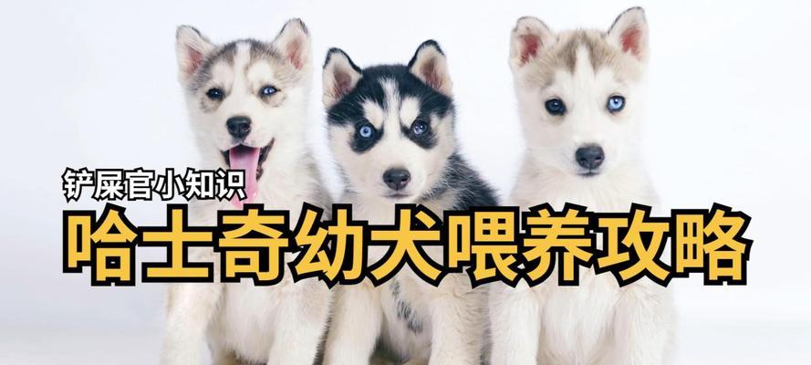 养哈士奇的注意事项（以8个月哈士奇为例，你需要知道的关键注意事项）