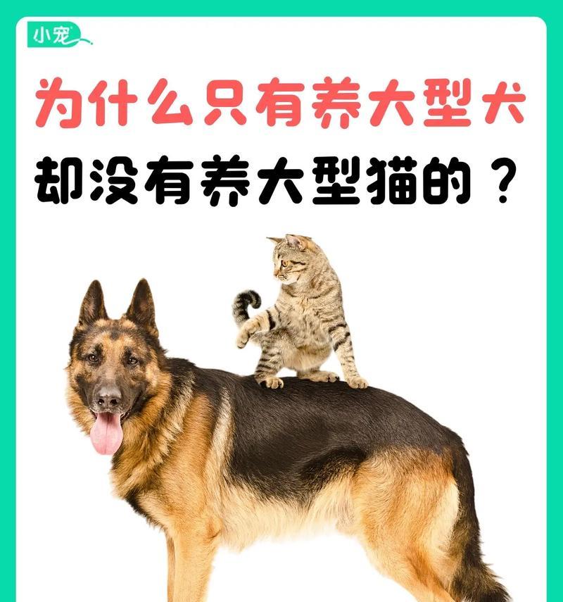 选择适合家庭养的大型犬（大型犬的优势和注意事项）