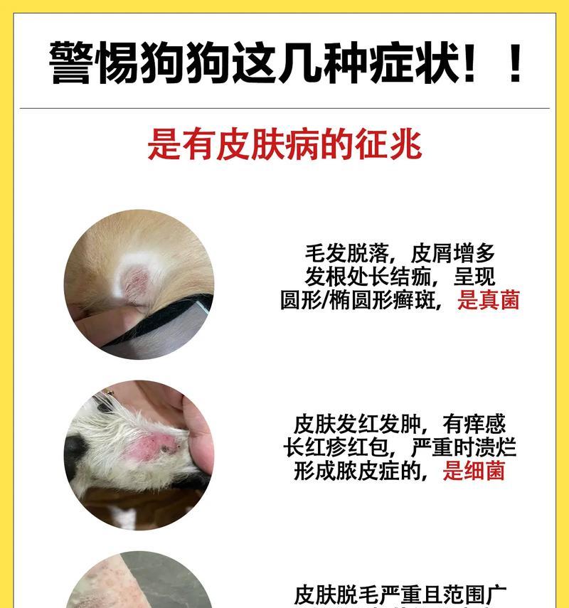 小狗生病（宠物健康的重要性及如何保护小狗的健康）