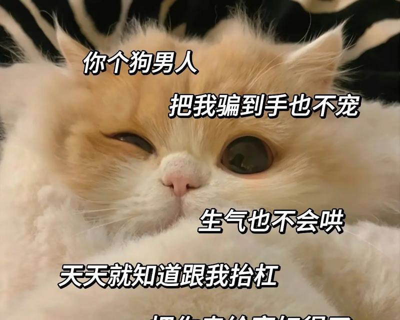 以表情猫是什么意思啊（探索表情猫的含义与用途）