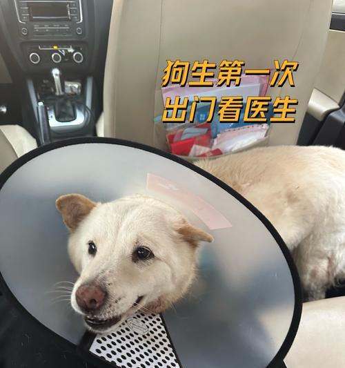 如何为刚出生的狗狗做好准备（全面准备，打造适宜狗宝宝的新家）
