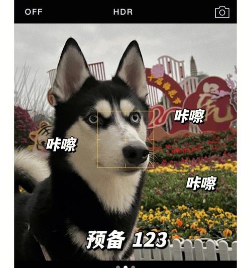 哈士奇的饮食需求和健康饮食建议（解析哈士奇饮食习惯，为您的爱犬提供合理的饮食安排）