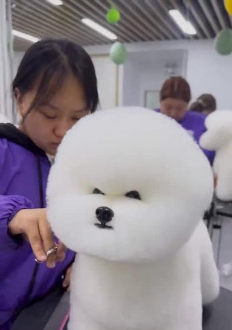 比熊剃毛的惊艳变身（从毛发蓬松到剃得干净如何轻松一键变身）