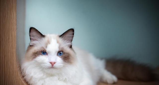 新手养猫指南（了解新手友好的猫种，让生活更加美好）