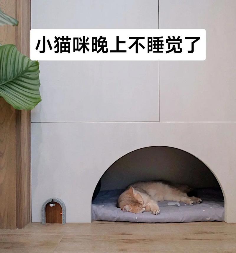 猫咪的睡眠乐园——猫窝的魅力（探索猫窝的奥秘，解读猫咪偏爱的睡眠场所）