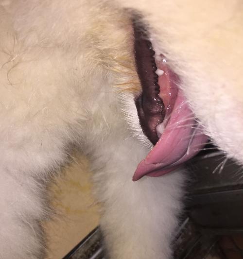 探讨狗狗舌头上的黑点是什么？（揭开狗狗舌头上黑点的谜底）