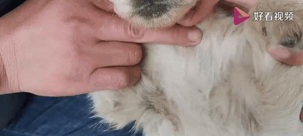 狗狗身上为什么会有虱子？（揭开狗狗身上虱子问题的原因和解决方法）