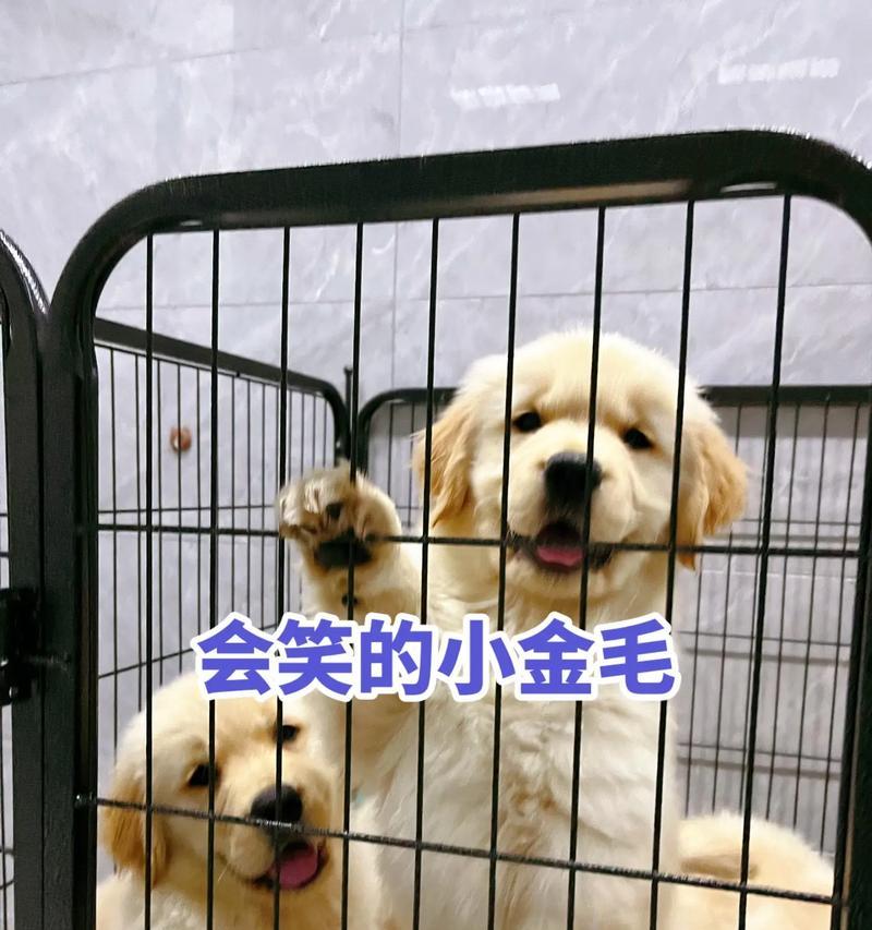 金毛两个月大能吃什么药？（了解金毛犬幼崽适宜的药物治疗方式）