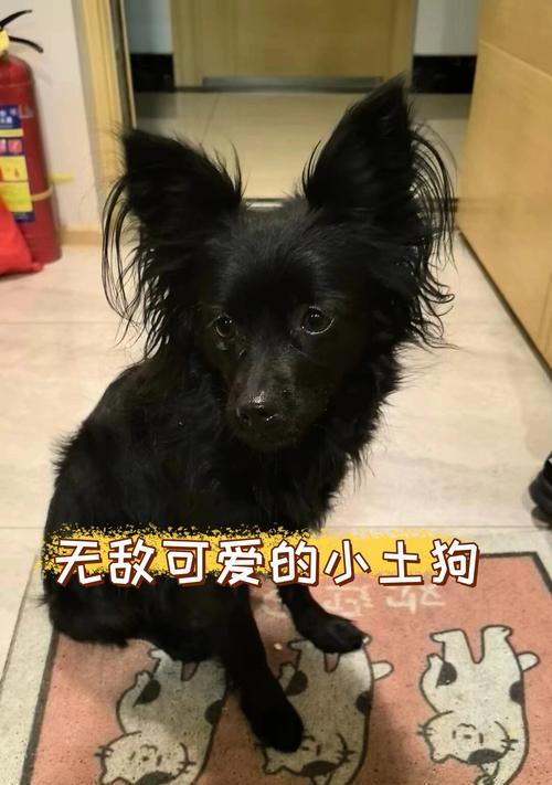 狗狗的饮食需求（探索狗狗的饮食要求，让它们保持健康快乐）
