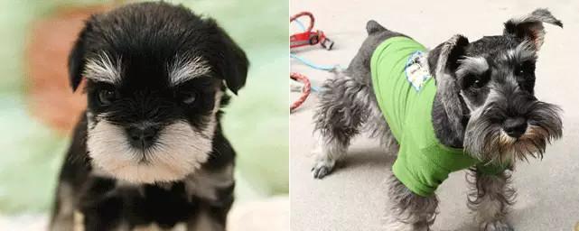 为何不以金毛为主题的缉毒犬（探讨金毛狗在缉毒工作中的限制与挑战）
