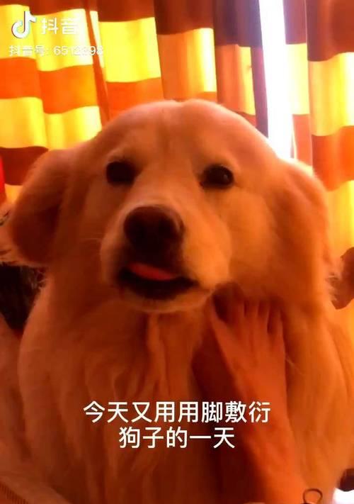 金毛为什么喜欢舔人的脚？（探究金毛舔人脚的原因以及相关的行为表达）
