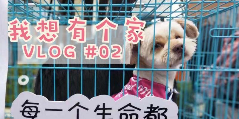小狗领养指南（选择小狗作为宠物的关键因素与方法）