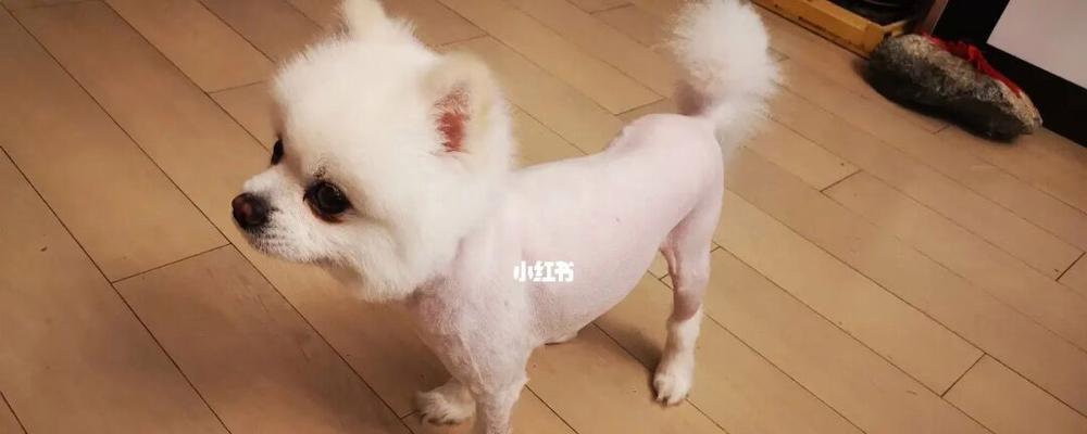 博美剃毛后的新形象（迎接夏天的清爽造型）