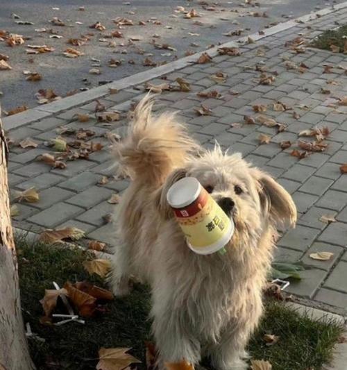 狗的食欲惊人（探寻狗狗对食物的特殊偏好及可能引发的危害）