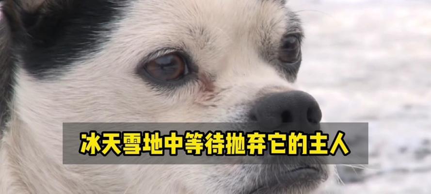 探究狗发声的原理及方式（以狗是靠什么发声为中心，解析狗叫的原因和类型）