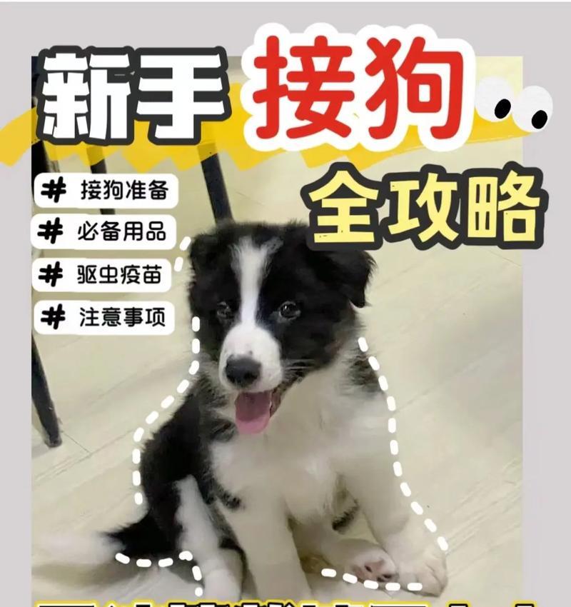 养狗需备之物——为你的爱犬提供完美生活（打造舒适家庭，狗狗无忧生活）
