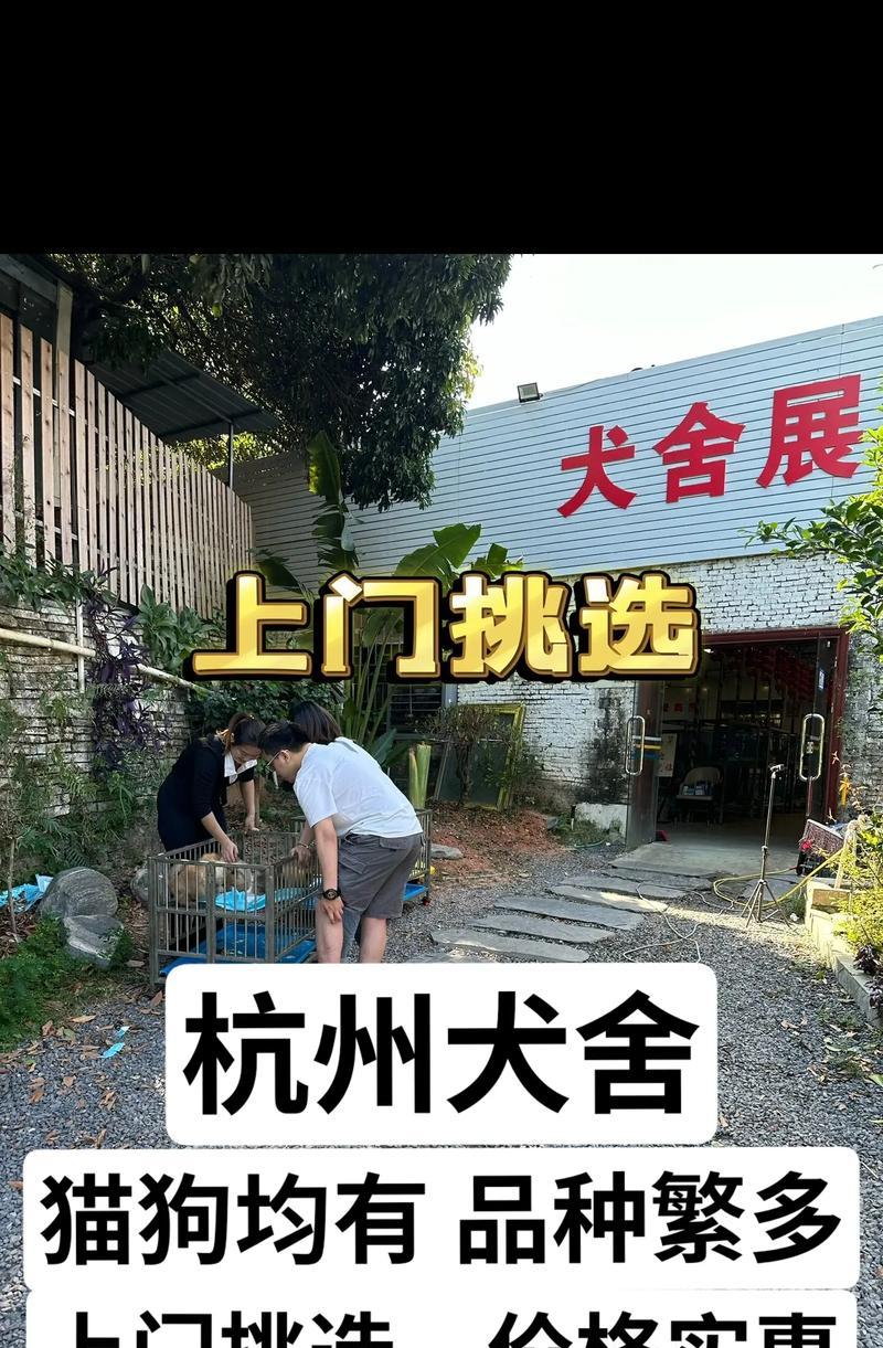 宠物市场购买狗的注意事项（为了宠物和自己的幸福，请谨慎选择）