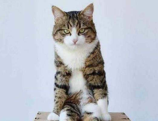 猫蹲坐（揭开猫蹲坐的秘密及其意义解读）