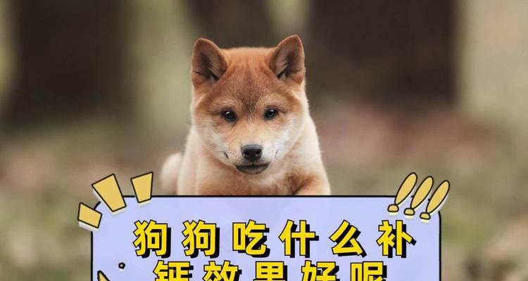 狗狗的长寿秘诀（科学饮食保证狗狗健康长寿）