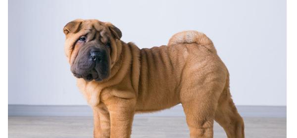 斗牛犬的价格及市场趋势（探索斗牛犬的价格波动与市场竞争情况）